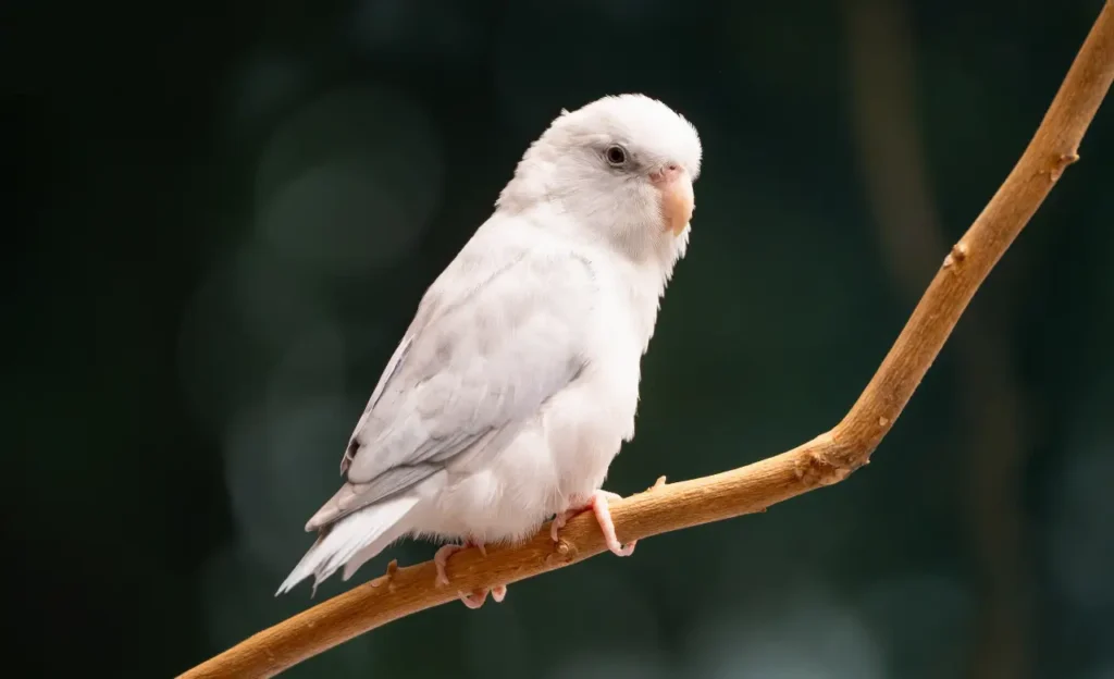 white parrotlet