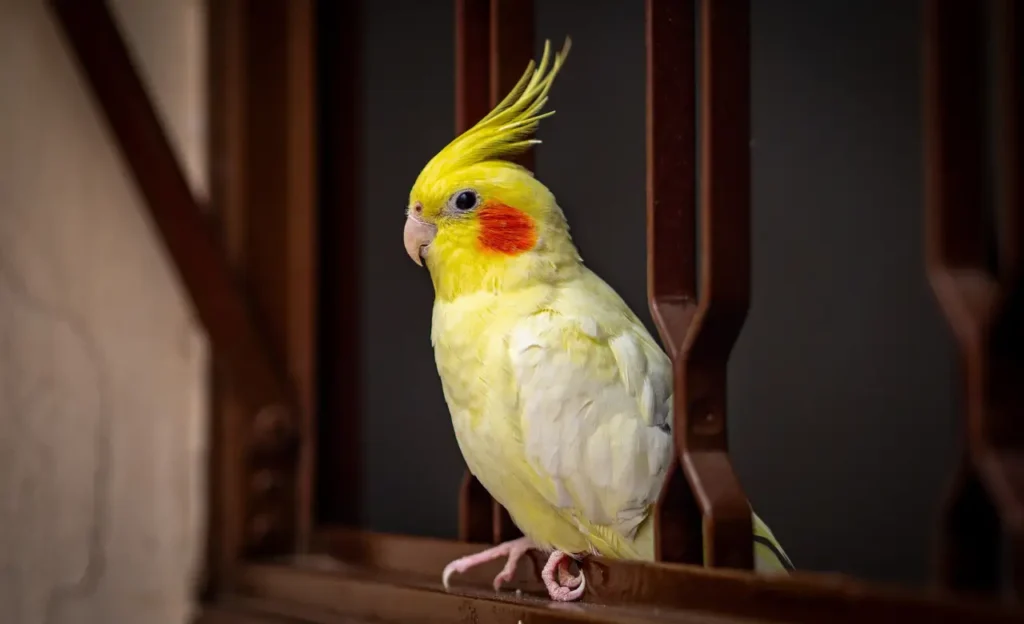 yellow cockatiel