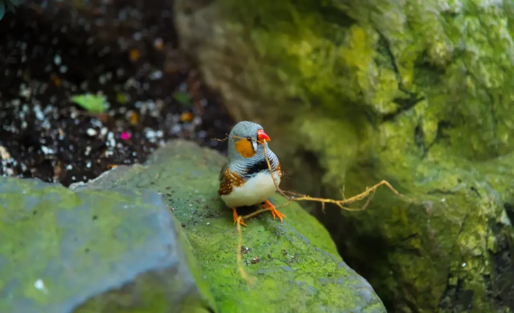 zebra finch bird