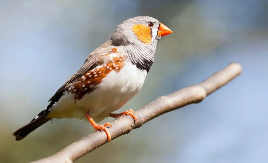 zebra finch care