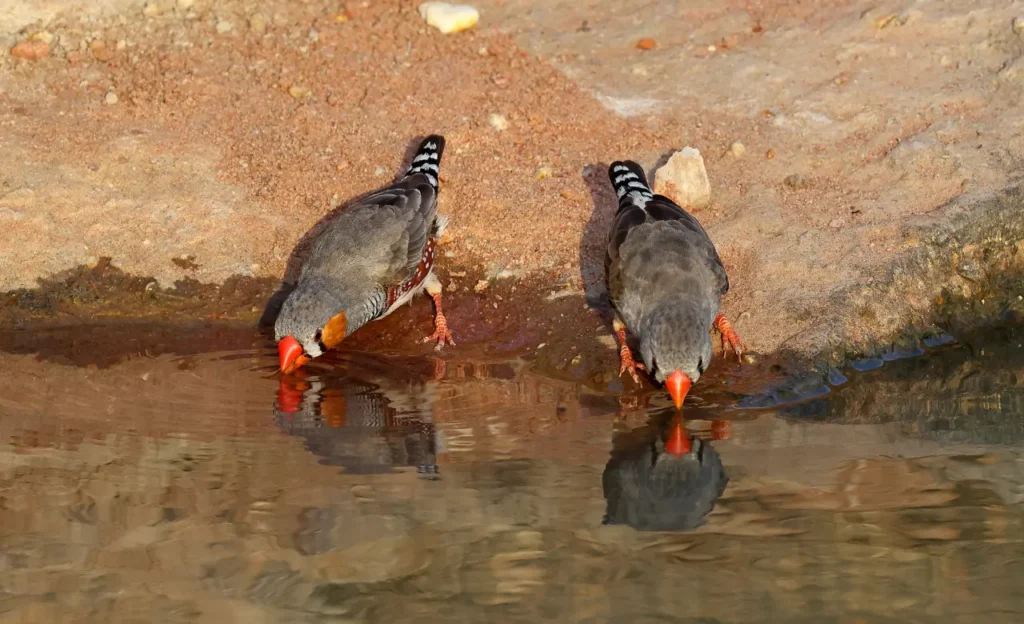 zebra finch food