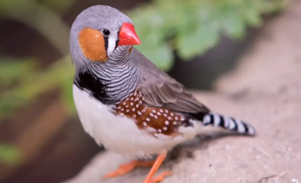 zebra finch lifespan