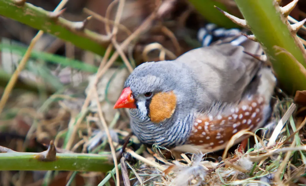 zebra finch nest