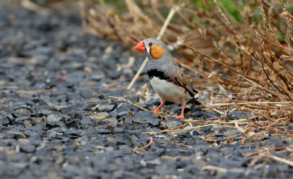zebra finch pet