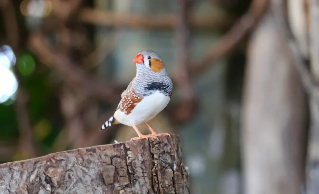 zebra finch singing