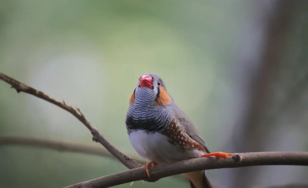 zebra finch sound