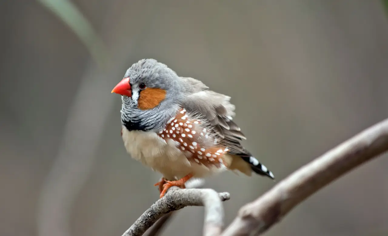 zebra finch