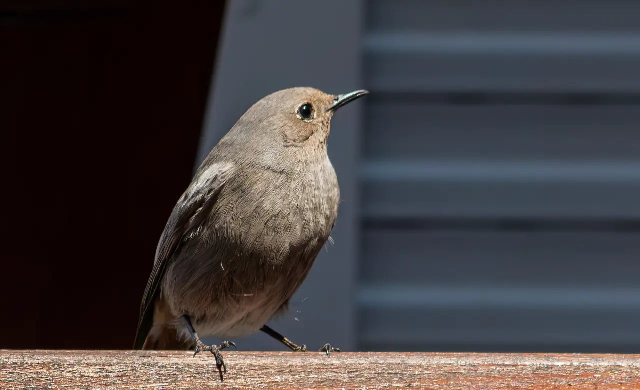 dunnock