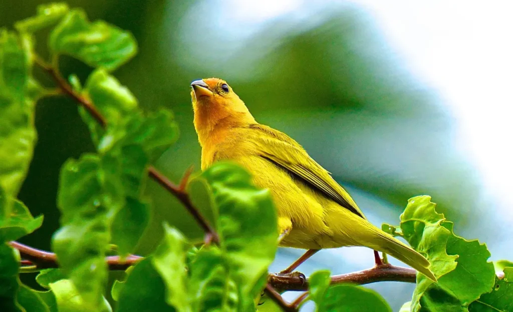 Sicalis flaveola