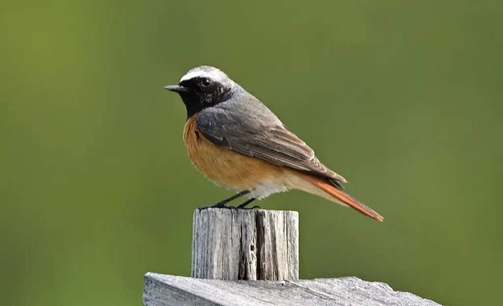 a dunnock bird