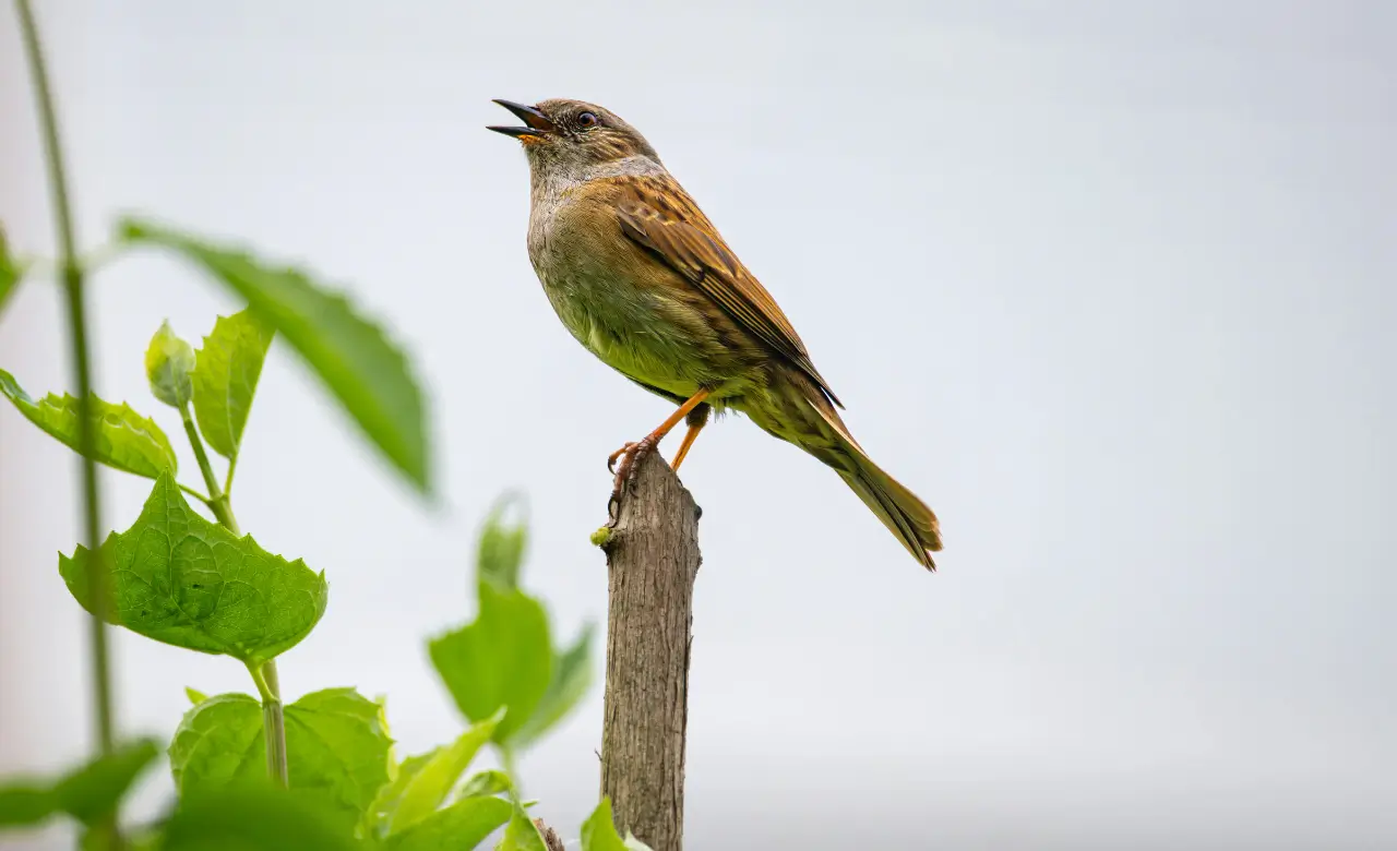 adrianna dunnock