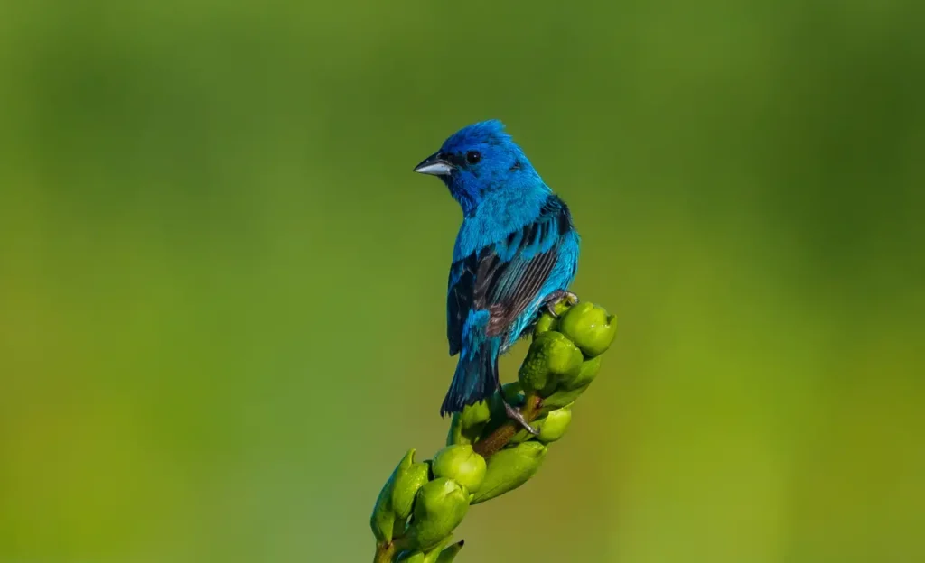 attracting indigo bunting