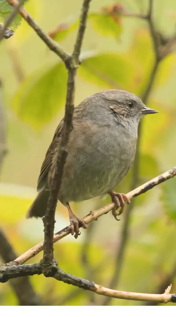 baby dunnock bird