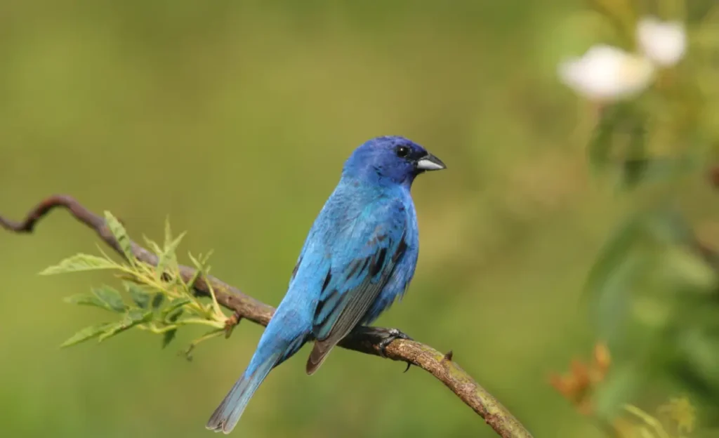 baby indigo bunting