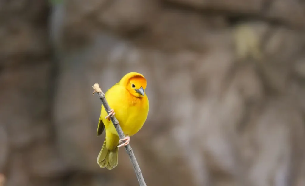 baby saffron finch