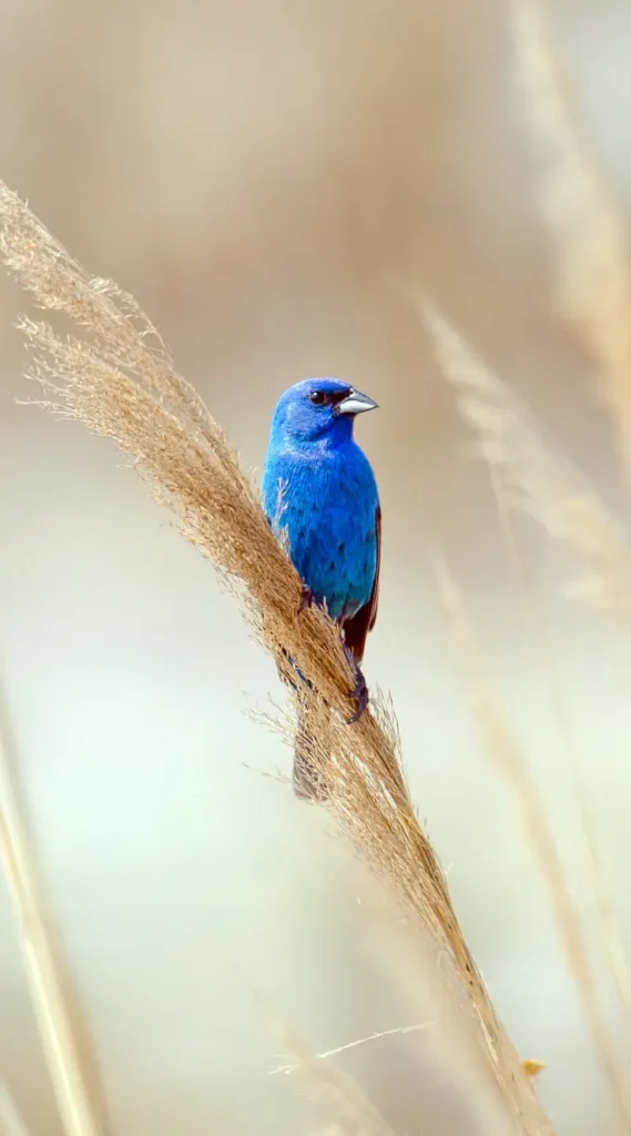 blue grosbeak indigo bunting