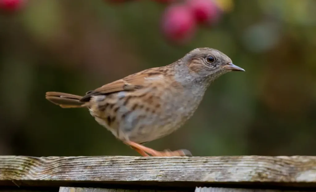 coleman Dunnock