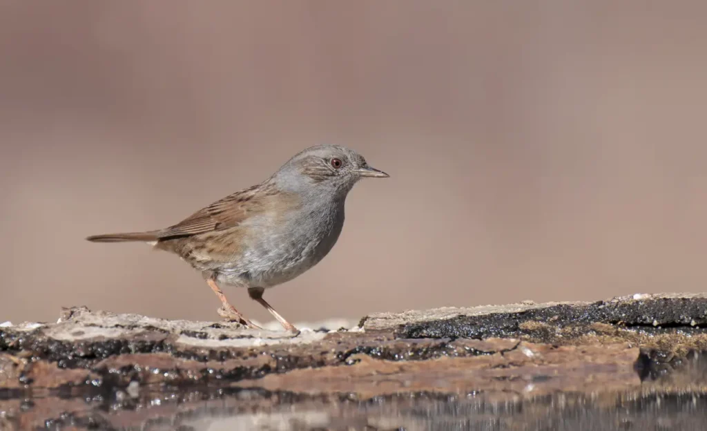 dunnock bird