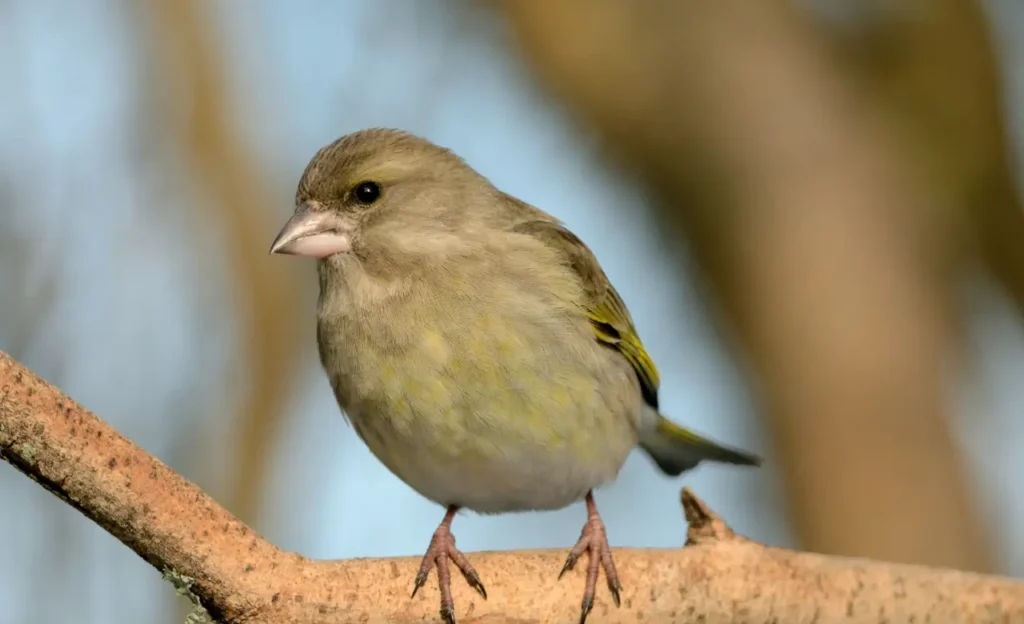 dunnock bird facts