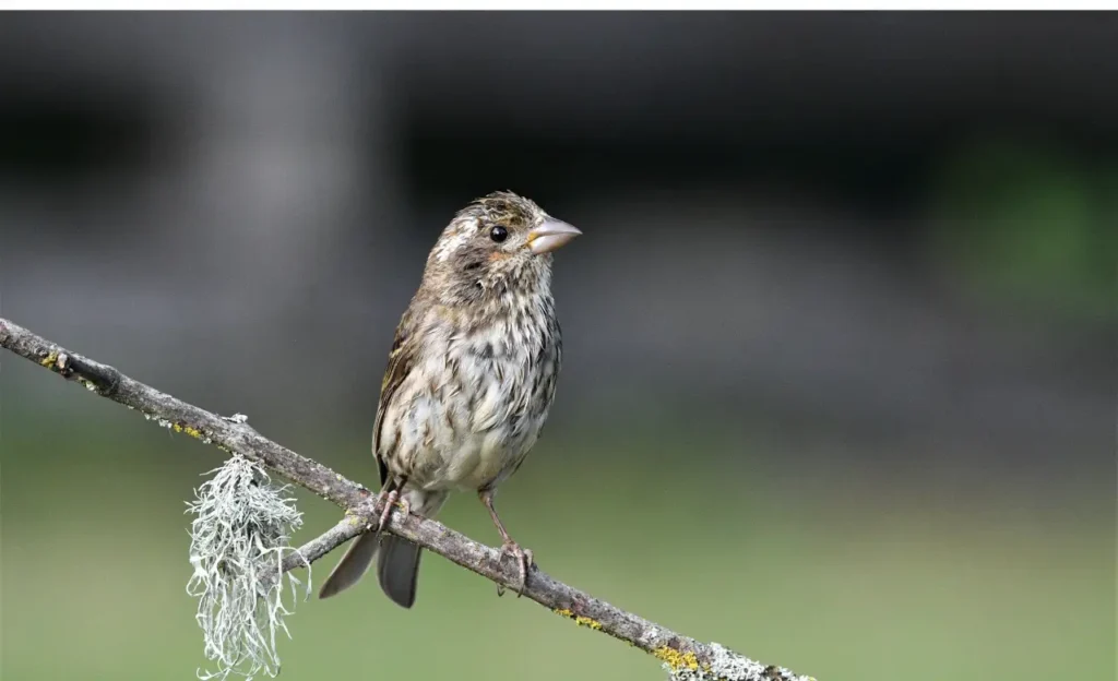 dunnock bird for sale