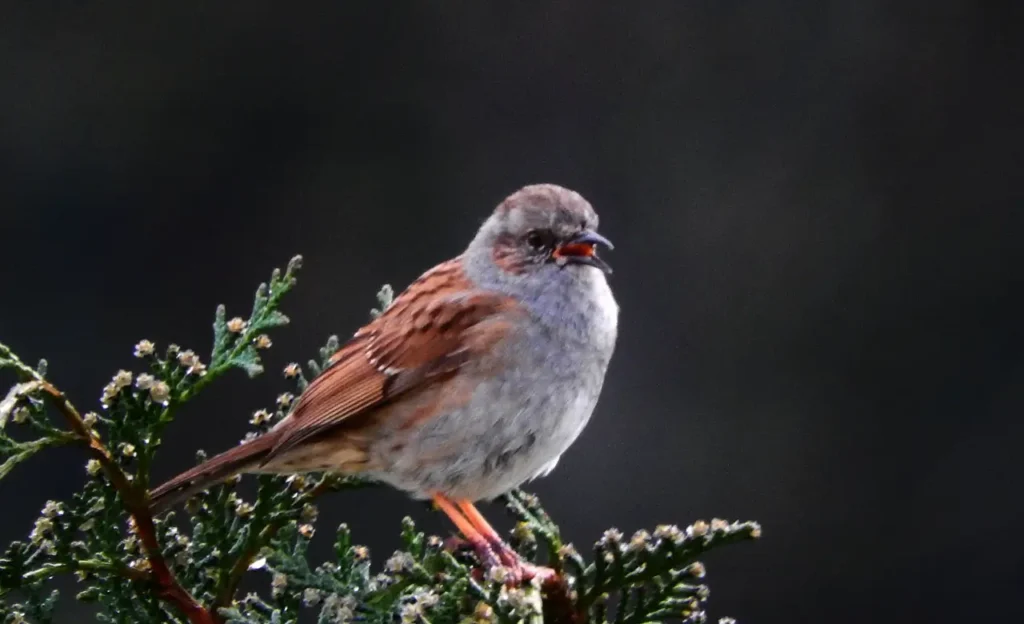 dunnock bird images