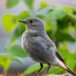 dunnock bird usa