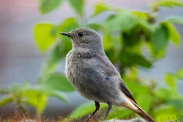 dunnock bird usa