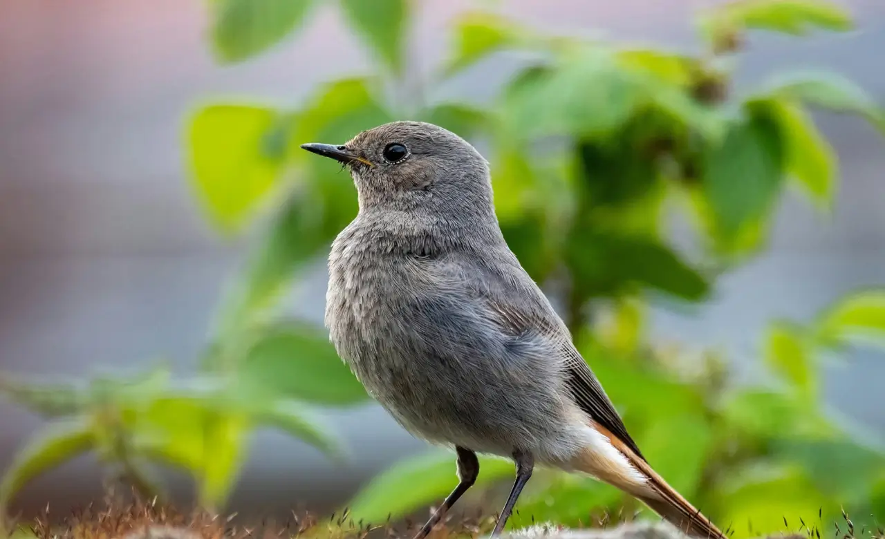 dunnock bird usa