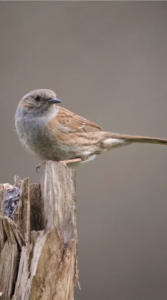 dunnock sound