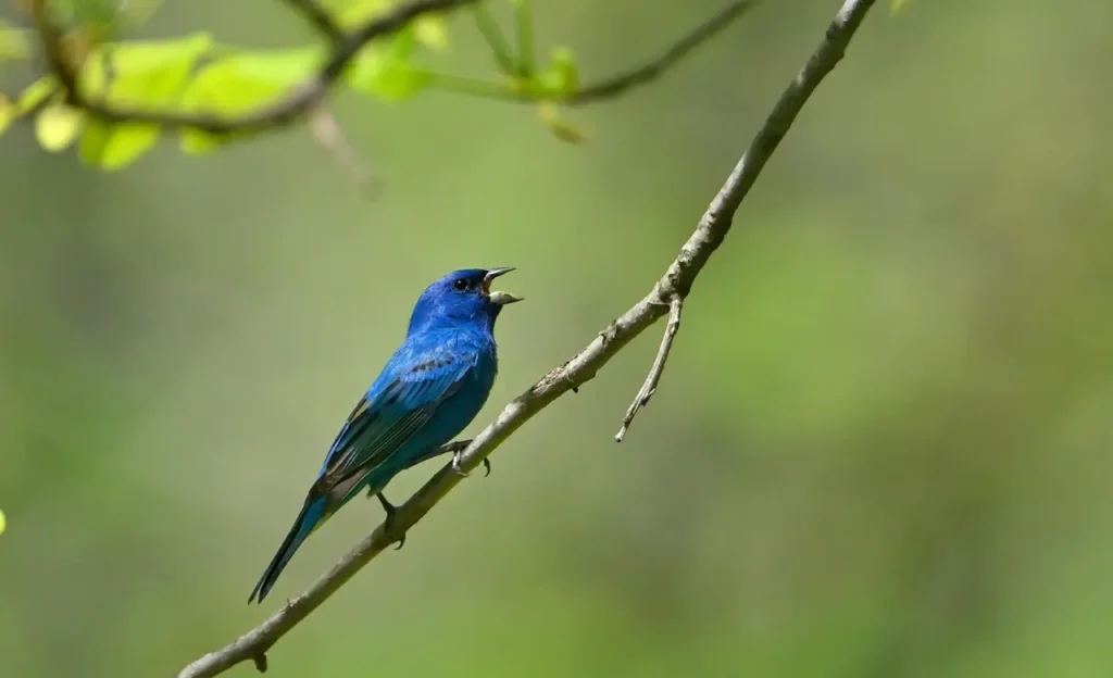 female indigo bunting images