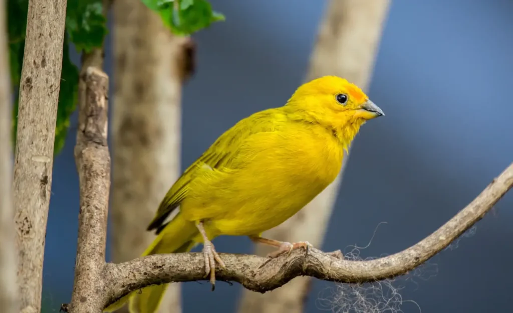 finches of hawaii