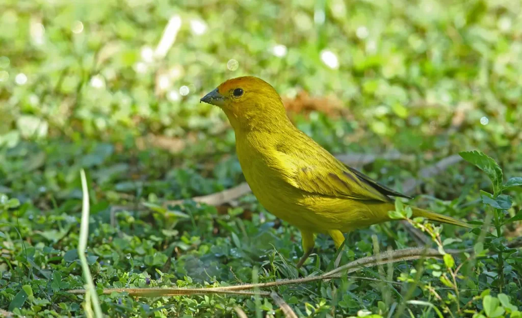 hawaii yellow bird