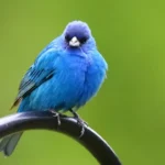 indigo bunting