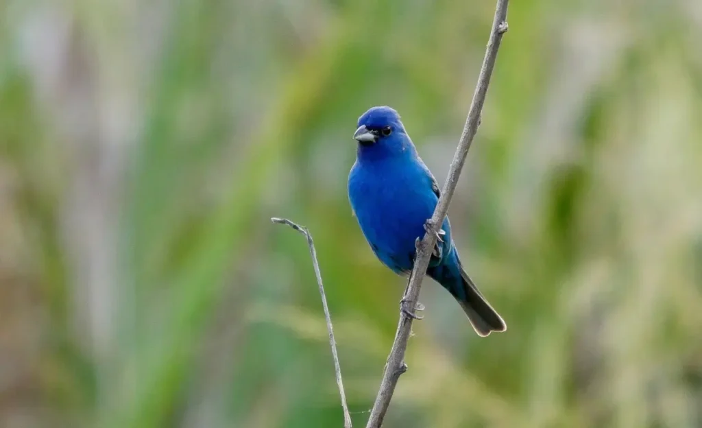 indigo bunting bird