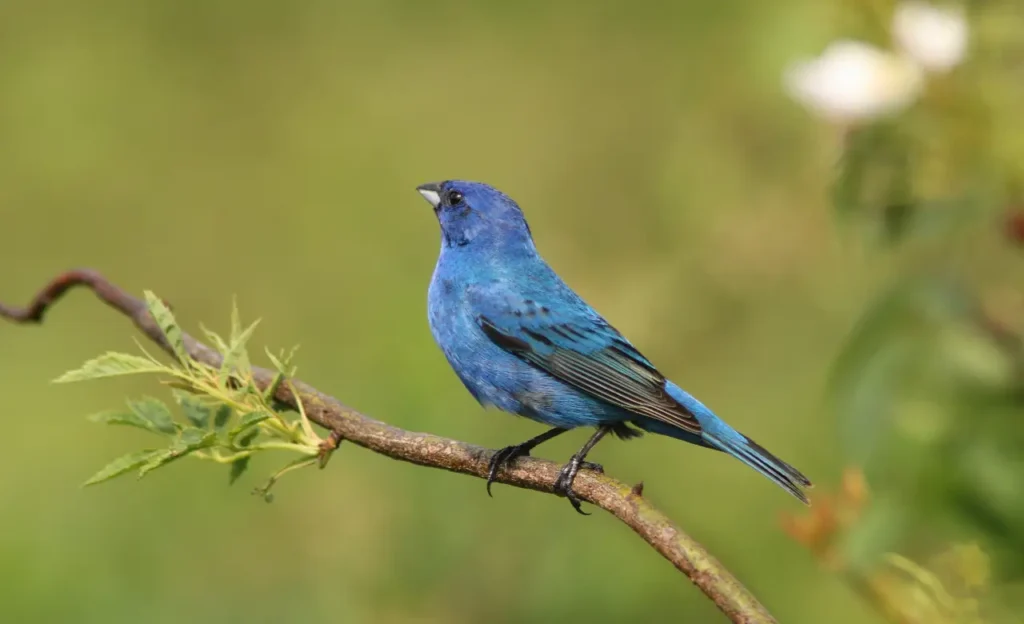indigo bunting call
