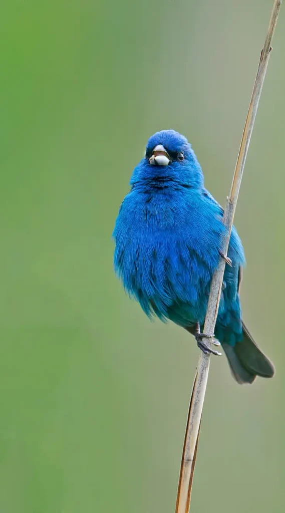 indigo bunting finch small blue bird