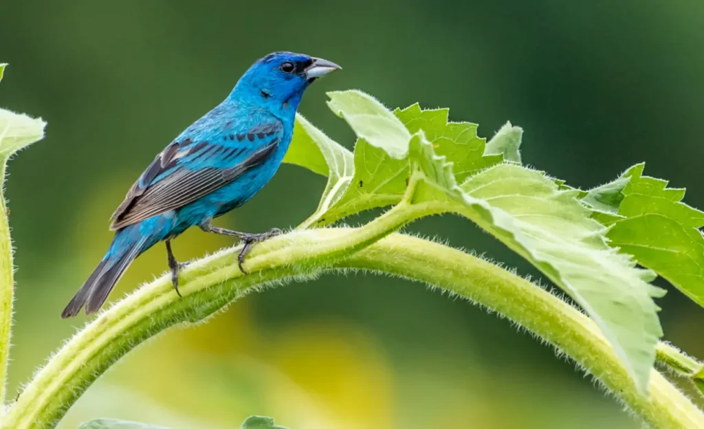 indigo bunting for sale