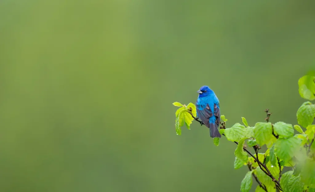 indigo bunting images