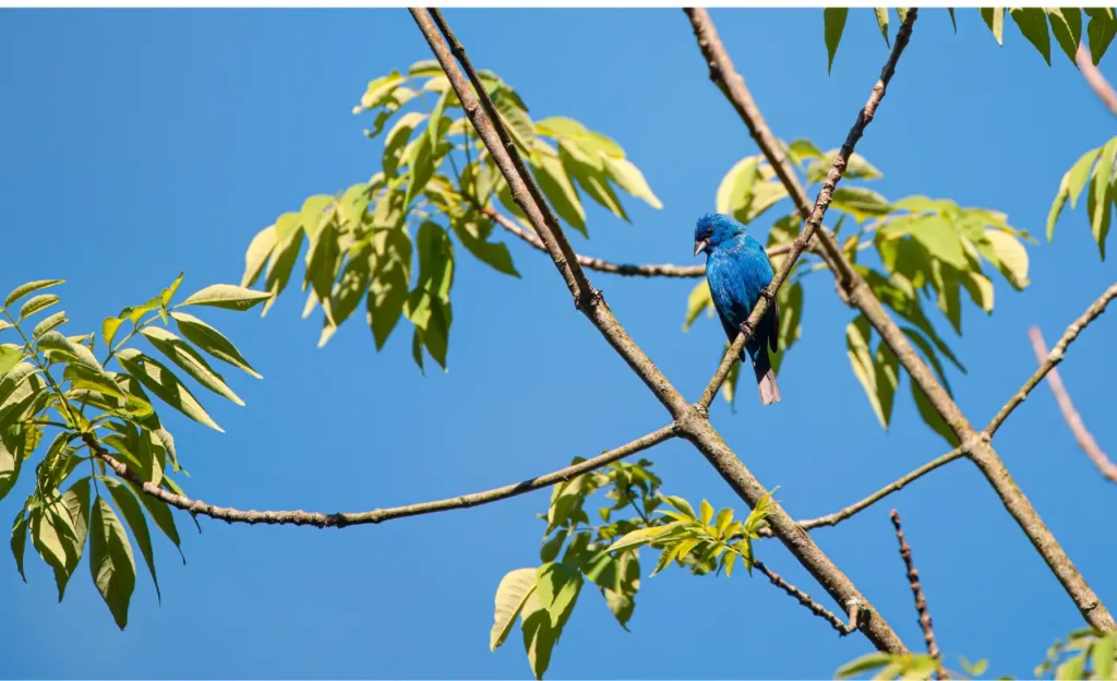 indigo bunting passerina cyanea