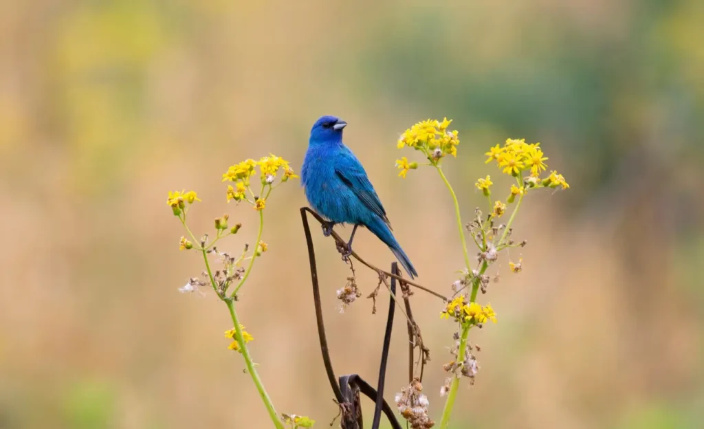 indigo bunting range map