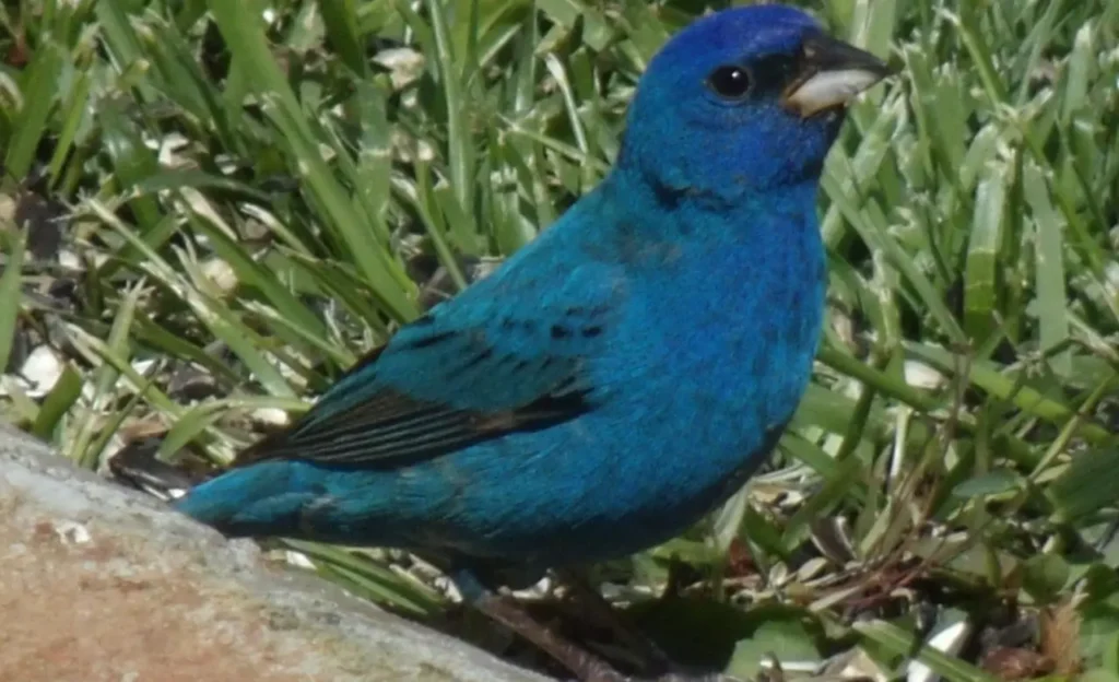 indigo bunting song