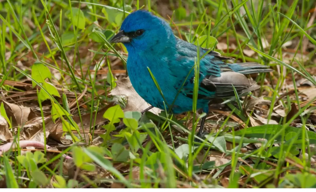 indigo bunting sounds