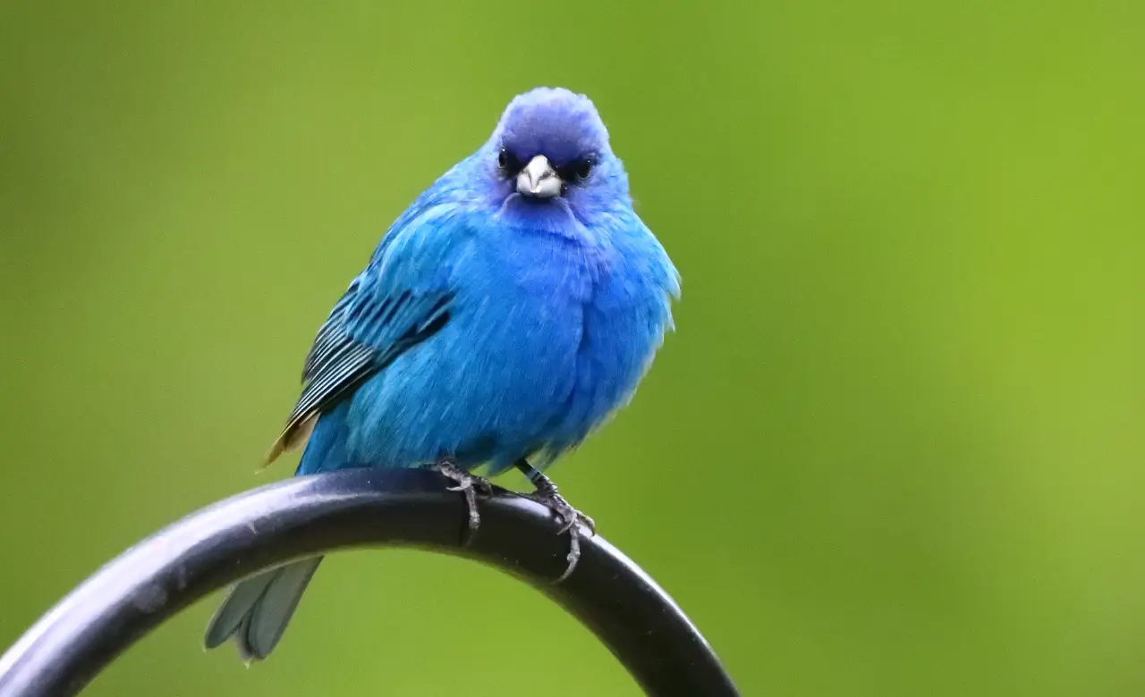 indigo bunting
