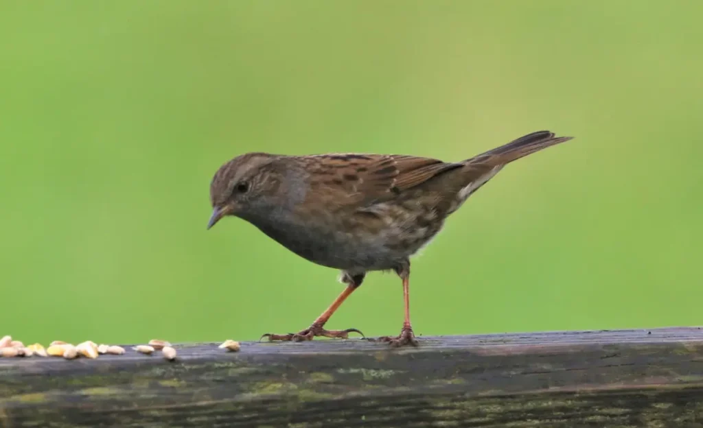 male dunnock bird