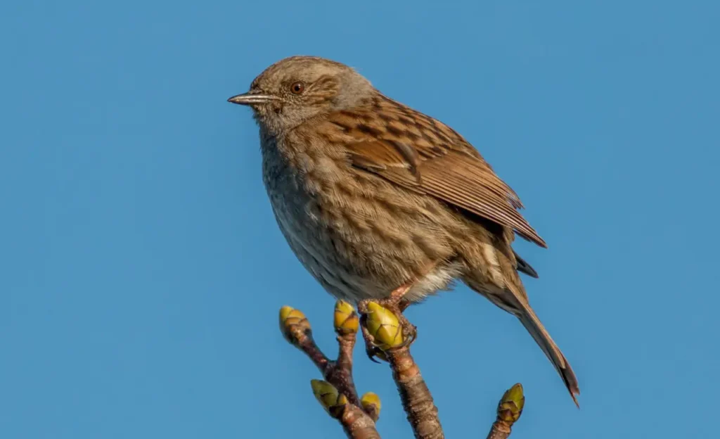 mildred dunnock