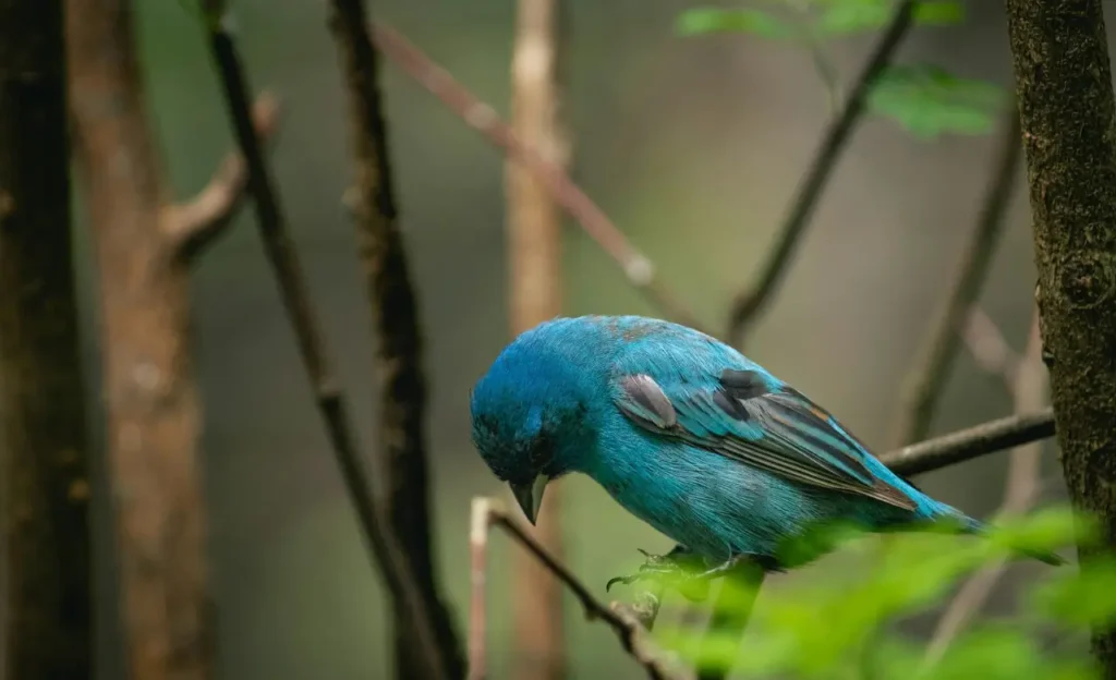 painted bunting indigo bunting
