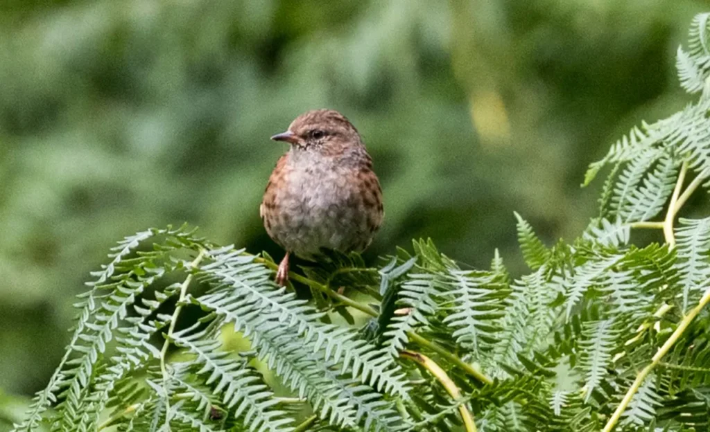 patricia dunnock