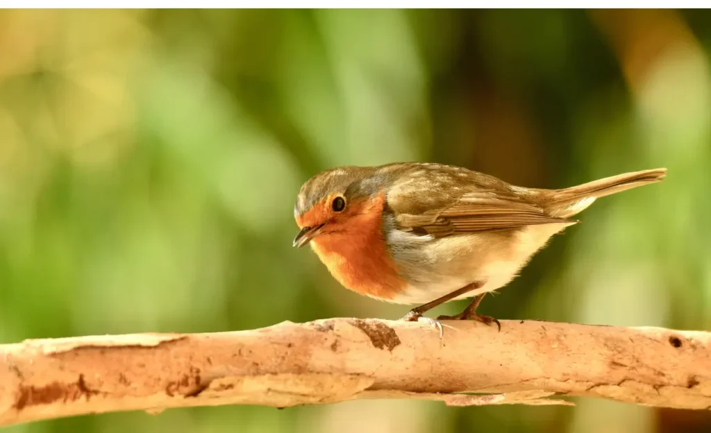 pictures of a dunnock bird