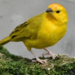 saffron finch
