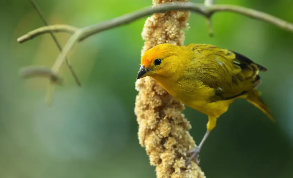 saffron finch facts
